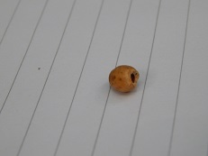 Cherry seed eaten by a mouse
