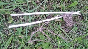 Willow knitting needles, nettle string