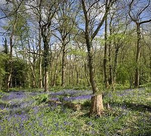 Spring Hike - Croydon Urban to Wild - Sunday 11th June 2023 Booking Now Closed!