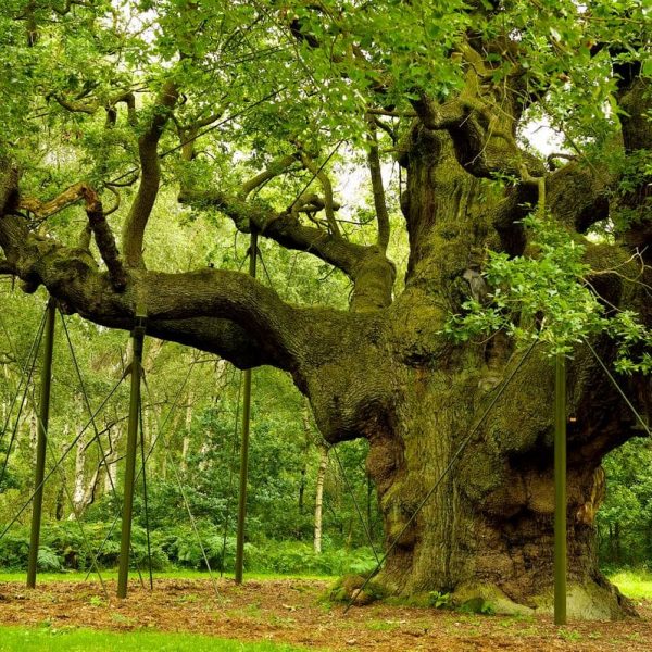 Ancient Trees – Wild in the City